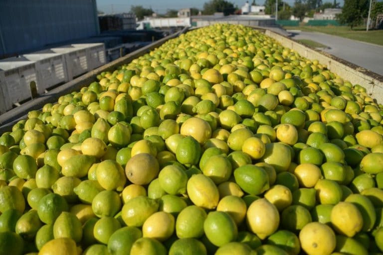 Argentina reabre mercado de la UE para exportación de cítricos