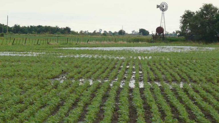 Tras las lluvias, los excesos de humedad retrasan la cosecha