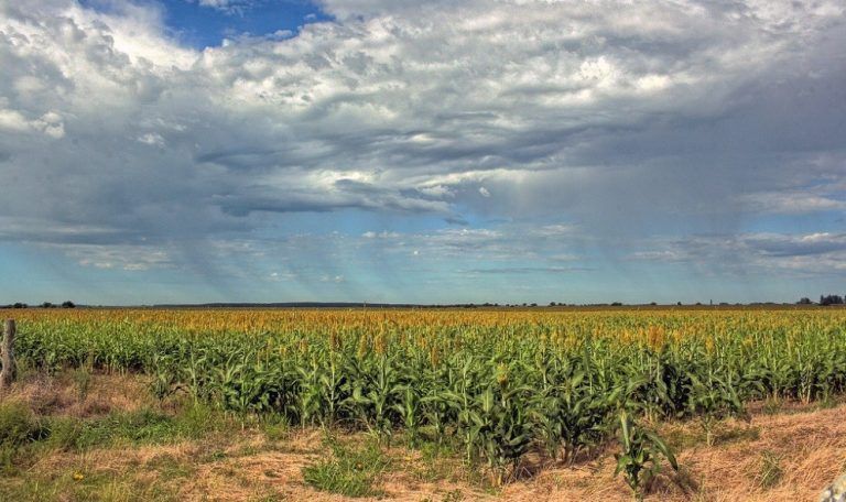 Se vienen varios días de tormentas intensas que obligarán a detener la de cosecha gruesa