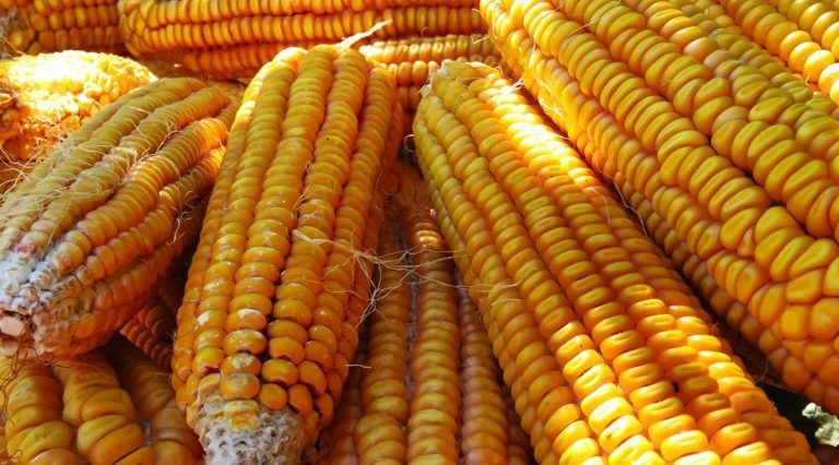 Informe FADA: ganadores y perdedores en dólares de las exportaciones del agro en 2020