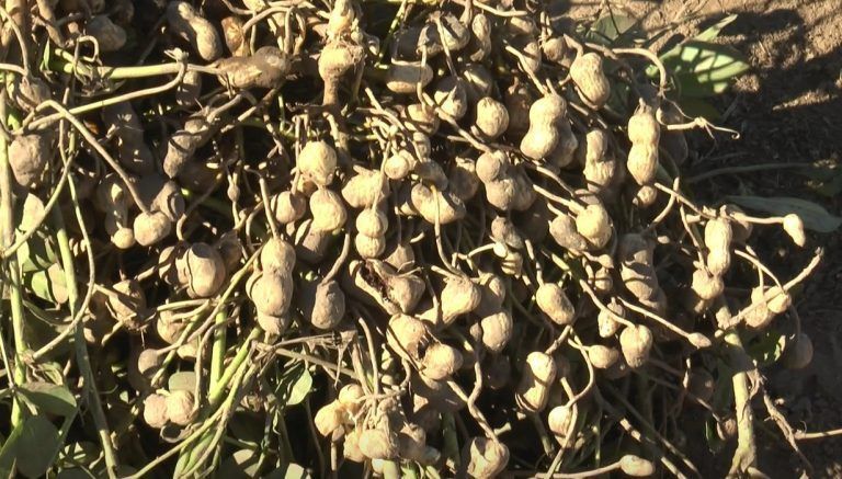 Pese al aumento del área, esperan una caída en la producción