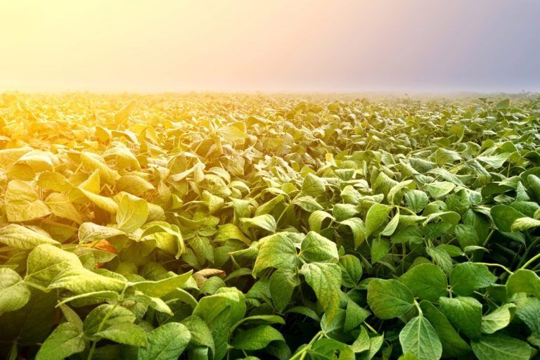 Expoagro Digital: energías verdes con aporte al ambiente
