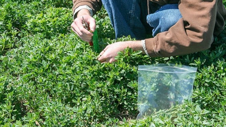 Deriva génica desde alfalfas OGMs a alfalfas tradicional, ¿Cómo controlar?