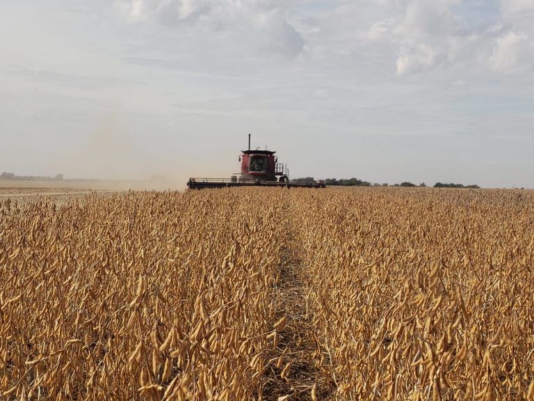 INTA: Pérdidas en cosecha de soja promedian 142 kg/ha