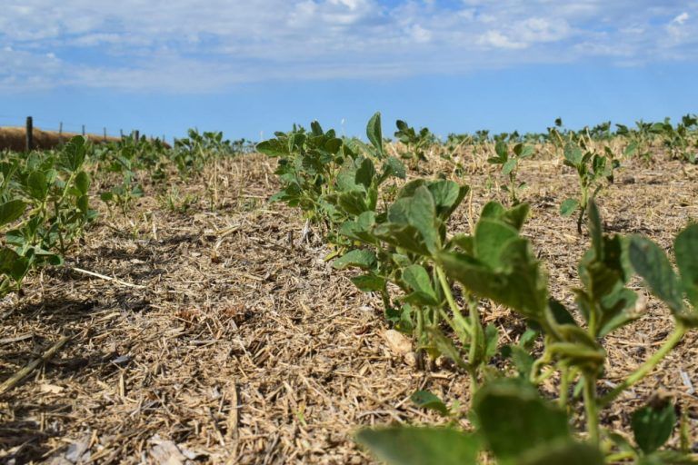 Stoller: Claves en nutrición de Soja para potenciar el rendimiento