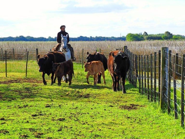 Situación del Carbunclo Rural en la Argentina