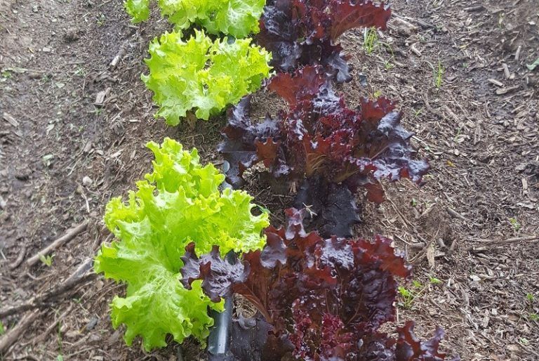El otoño es el momento para rediseñar y fortalecer la huerta