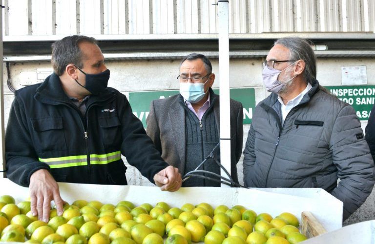 Certificaron el primer cargamento de limones para UE