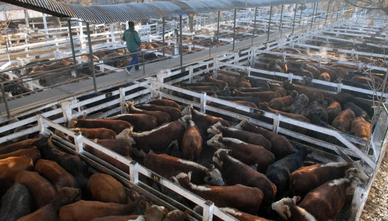 Tras el cierre de las exportaciones, otra suba en Liniers