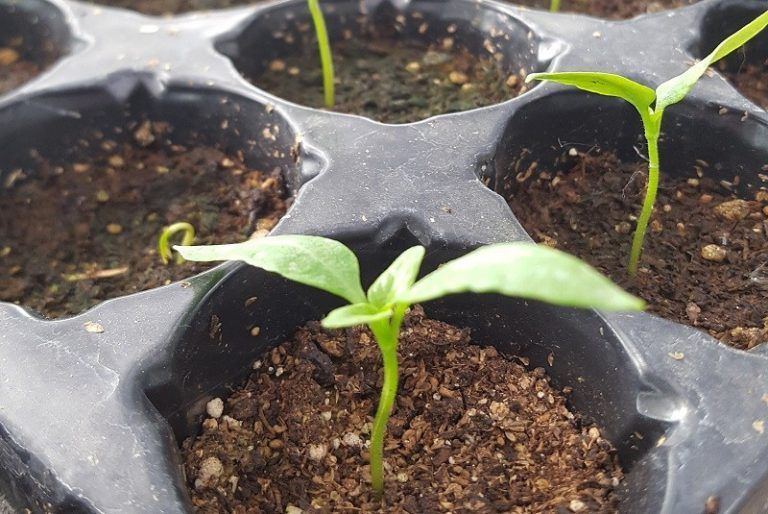 Cómo armar plantines de flores y hortalizas en casa