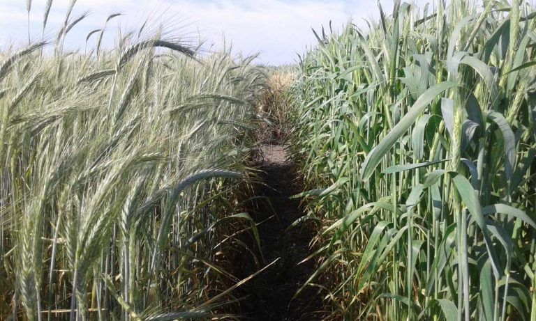 INTA inscribió tres variedades de triticale forrajero