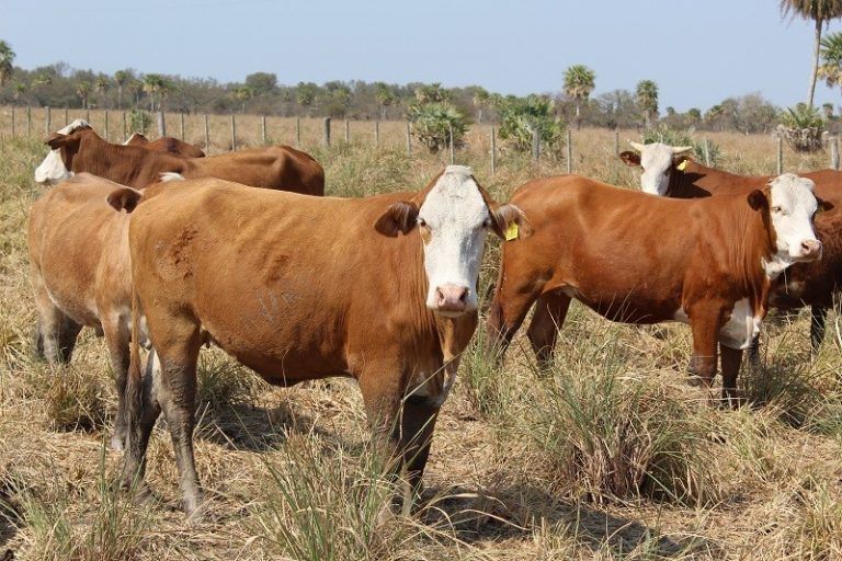 Pautas de manejo ante la falta de reservas forrajeras