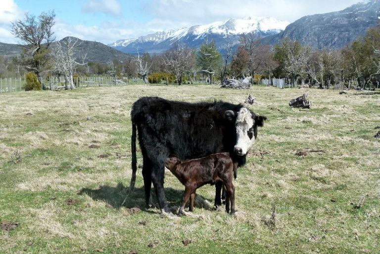 El INTA impulsa un manejo ganadero sustentable