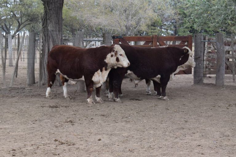 Se realizó la 2a Jura Fenotípica Hereford en La Toma