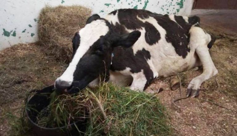 Advierten por Anaplasmosis bovina en Buenos Aires