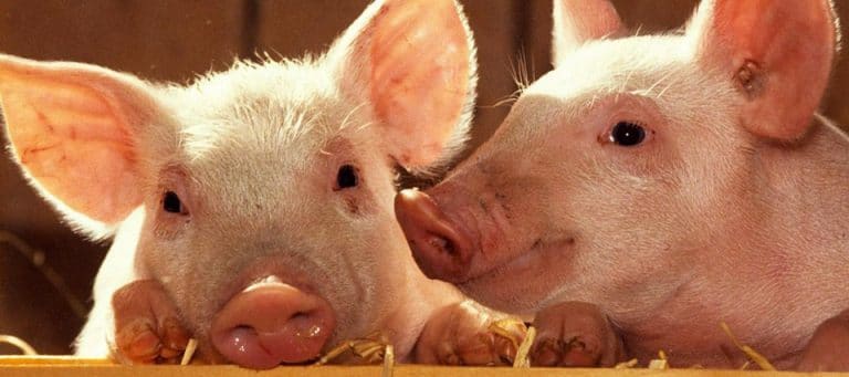 El 28 % del stock nacional de la producción porcina es cordobesa