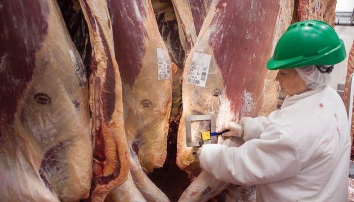 faena-frigorifico-ganaderia