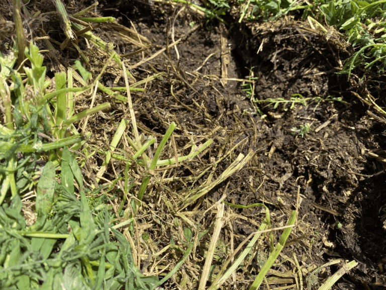Aapresid: Claves para cuidar el suelo en campos alquilados