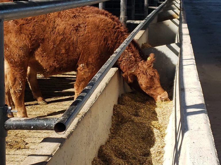 El IPCVA e INTA presentaron protocolo de bienestar animal