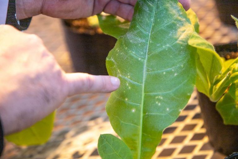 Estudian los mecanismos que utilizan los virus para infectar plantas