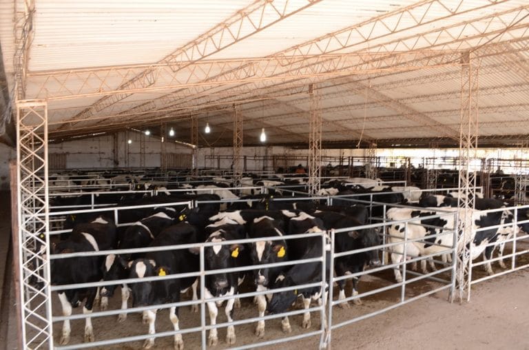 Buenos precios en el remate Holando de la Rural de Morteros