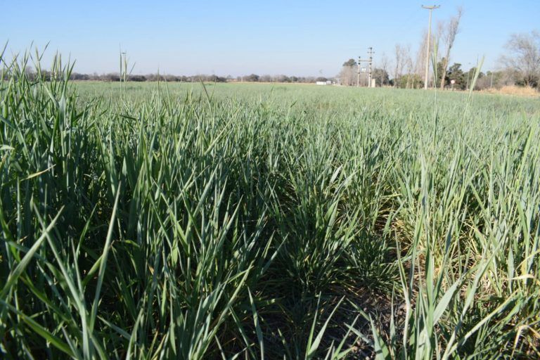El trigo sorteó la falta de agua casi sin perder potencial de rinde en la región