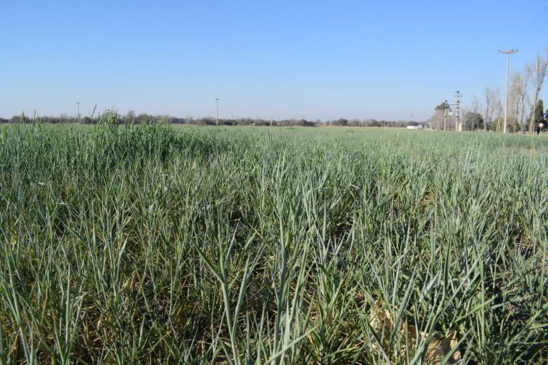 Por la falta de lluvias, 10% del trigo de la región núcleo entre regular y malo