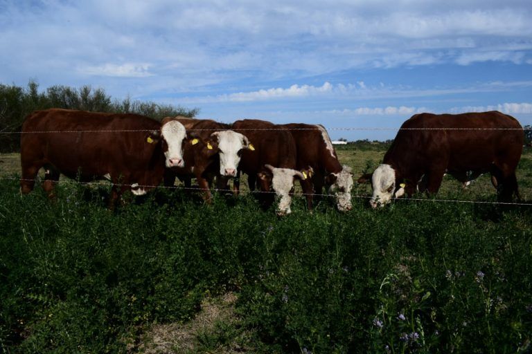 La NASA confirma que Argentina es uno de los  pocos países del mundo con balance positivo de carbono