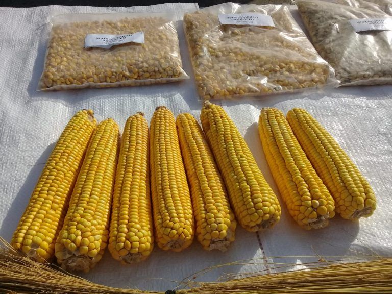 Un equipo del INTA presentó en Formosa una nueva variedad de maíz amarillo