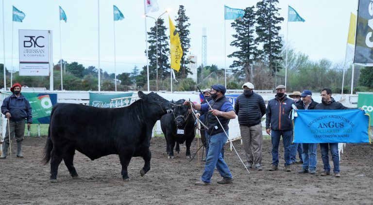 Genética Angus destacada con el Toro de «El Señuelo» en Río Cuarto