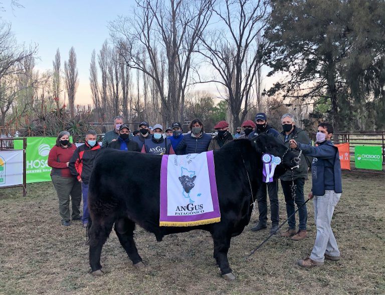 La mejor genética Angus del sur presente en la 8ª Exposición Nacional Patagónica