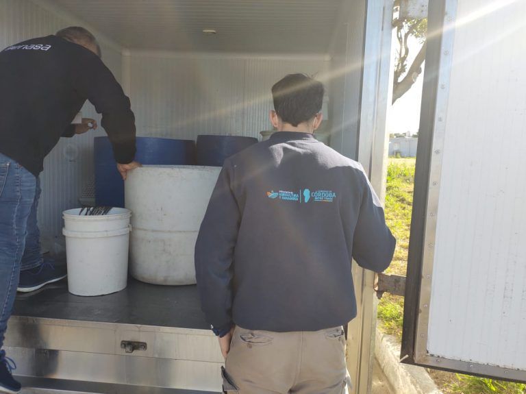 Faena clandestina: decomisan 300 kg de carne porcina en Colonia Tirolesa