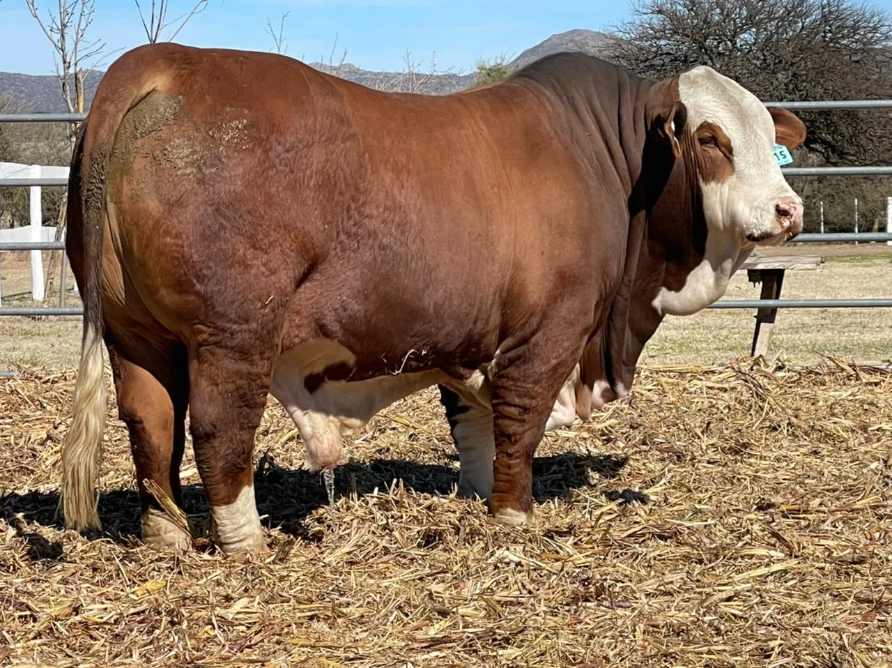 Cabaña La Dominga anuncia su primer Remate de Genética Braford