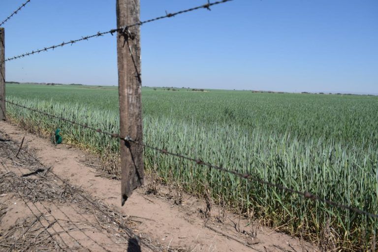 El Trigo sigue en alza y llega a máximos en dos meses en el Mercado de Chicago
