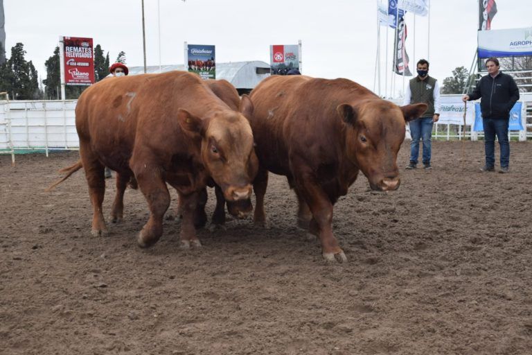 Vuelve en Octubre la Exposición Nacional Angus de Primavera