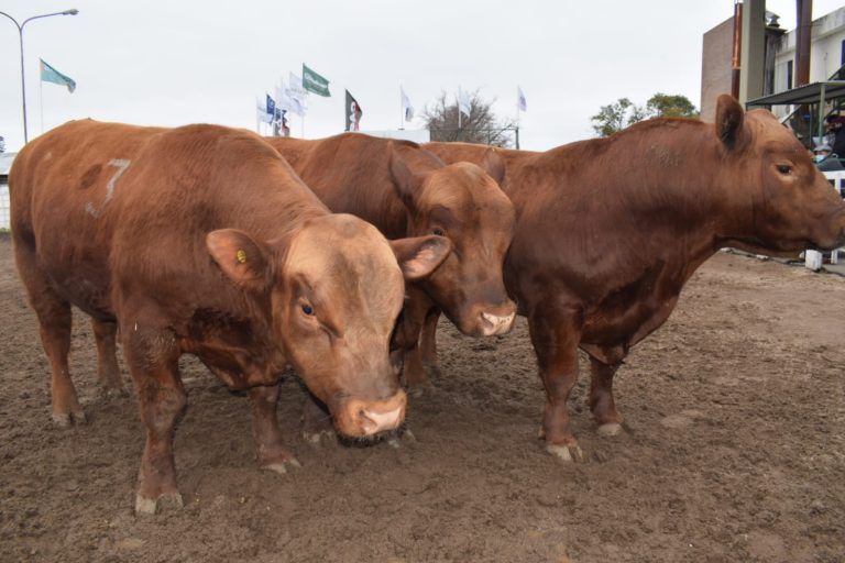 Asociación Angus respalda la acción ambiental un árbol por un ternero