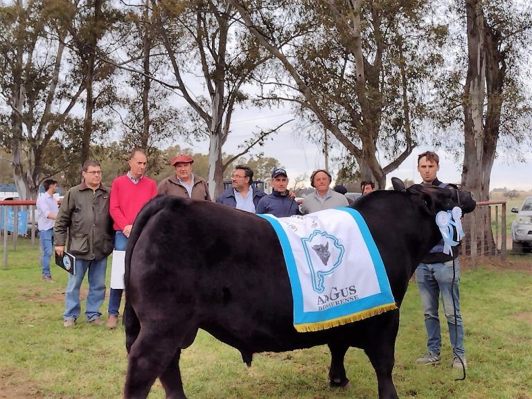 Angus: El Gran Campeón en Bahía Blanca fue para Aldazábal de Coronel Dorrego