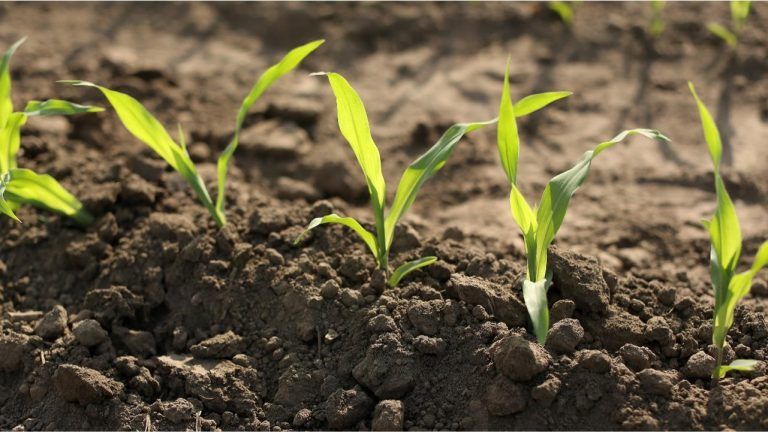 «El Breeding de Precisión es una de las transformaciones de mayor impacto en la agricultura”.
