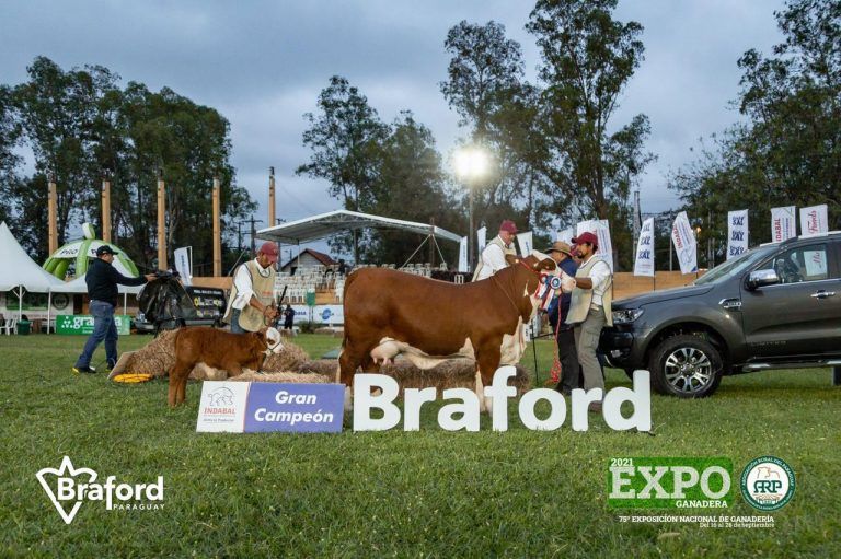 Una Hembra Braford surgida en «La Dominga», premiada en la Expo ganadera de Paraguay