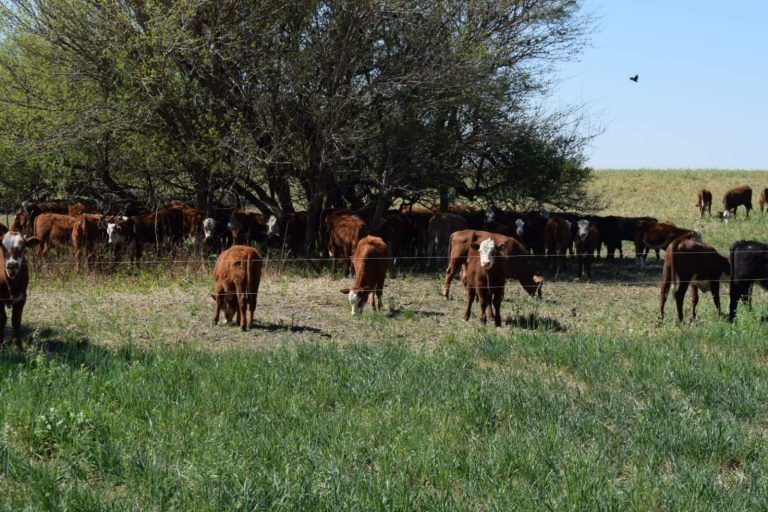 Como el cepo a las exportaciones de carne afectó el valor del Novillo