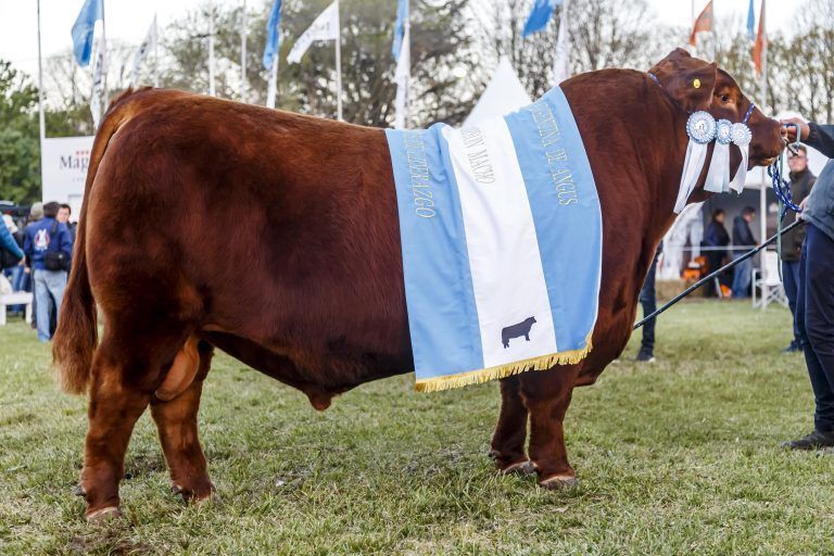 Cabaña Santa Rosa se alzó con el Gran Campeón en la Primavera de Angus