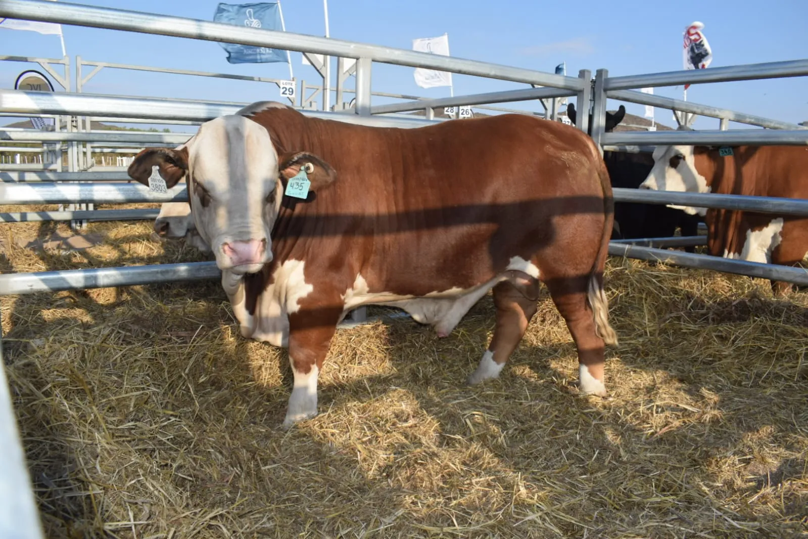 La genética Braford de La Dominga consiguió muy buenos valores en su Remate de Gala