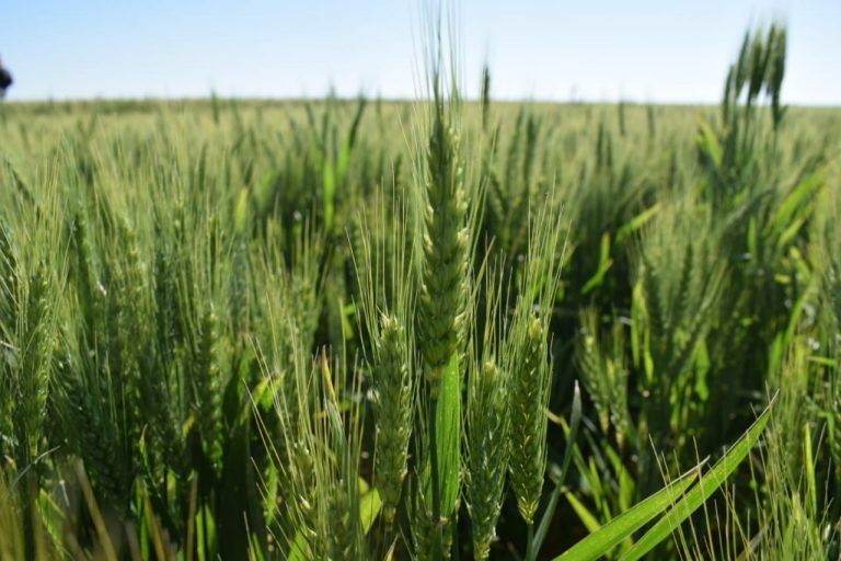Trigo en región núcleo: con 18 qq/ha de promedio, dejará pérdidas de 300 a 800 u$s/ha