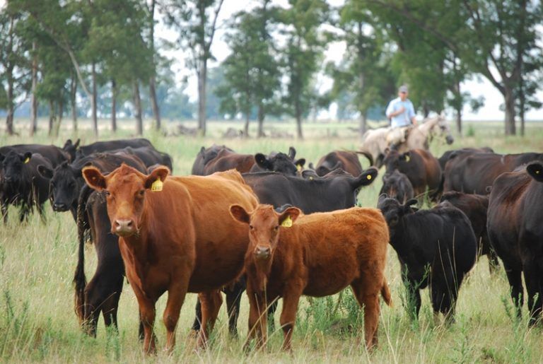 Presentaron el 44º Congreso Argentino de Producción animal