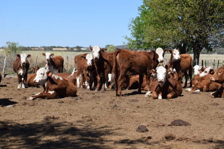 Análisis Rosgan: expectativas de productores ganaderos ante la recuperación de la invernada