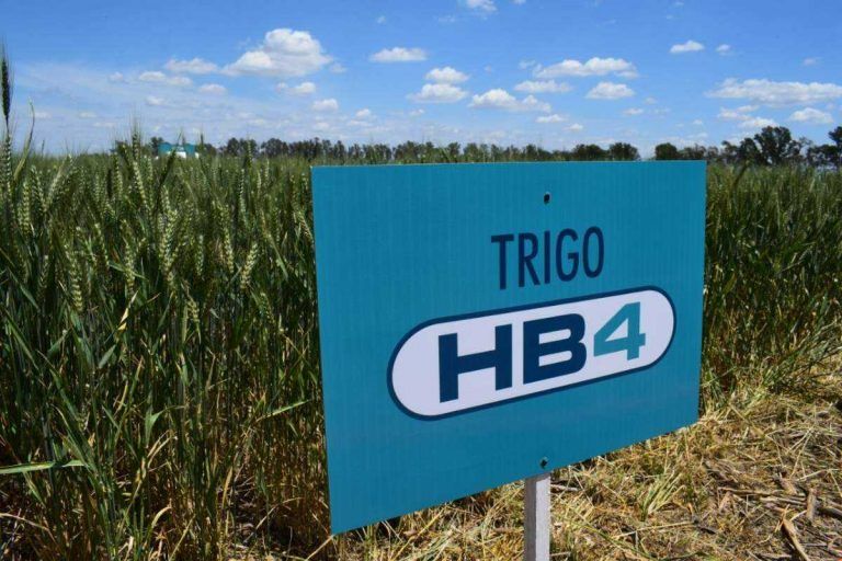 Trigo HB4: Reunión sobre el sistema de trazabilidad público-privado