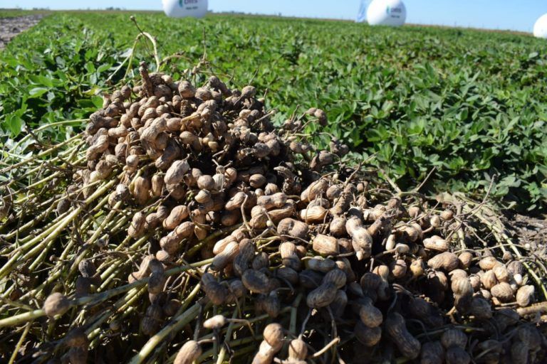 Desarrollan el primer polímero para semillas de maní 100% biodegradable