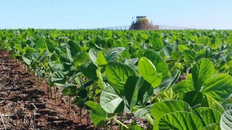 Informe Mercados Agrícolas: Proyectan campaña récord para la Soja en Brasil