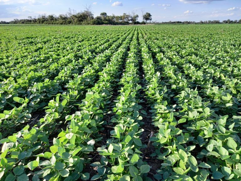 Estiman una campaña agrícola con más de 144 millones de toneladas