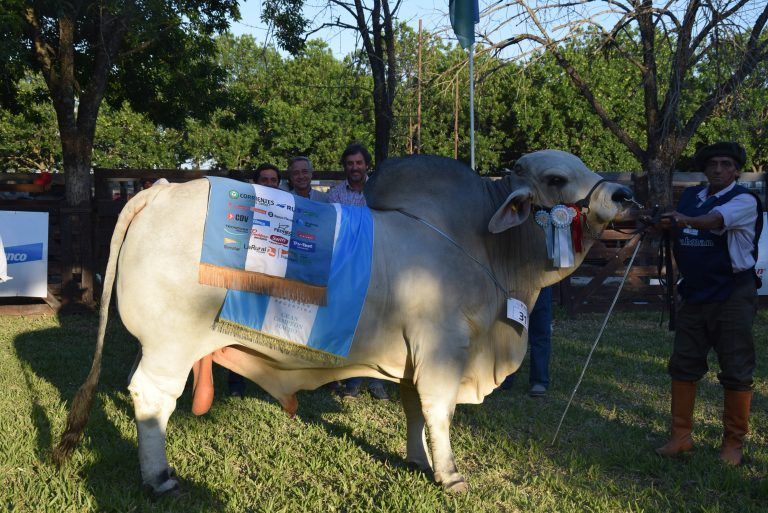 Cabaña «El Ceibalito» de Salta y «La Cristina» de Santa Fe, Campeones en Nacional Brahman